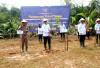 3000 Bibit kelapa Ditanam Di Kaur