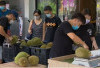 China Ancam Dominasi Durian Asia Tenggara, Harga Lebih Murah, Thailand dan Vietnam Cemas