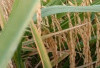 Bingung Cari Benih Padi Untuk Sawah tadah Hujan, Ini 3 Jenis Benih Padi Toleran Kekeringan, Hasil Jos