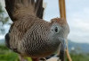Ingin Rezeki Datang Dari Segala Penjuru, Rumah Tangga Bahagia, Pelihara Burung Perkutut Berkuku Putih