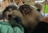 Anjing Termahal di Dunia