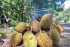 Musim Durian, Pedagang di Seluma Panen Cuan, Sehari Bisa Kumpulkan Omzet Jutaan