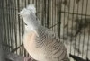 Burung Perkutut Jambul Songgo Ratu, Bukan Burung Biasa, Tolak Energi Jahat, Datangkan Rezeki Berlimpah