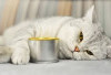 Kucing Kesayanganmu Mengalami Diare, Begini Cara Mengatasinya