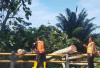 Kayu Setinggi 18 Meter Tutup Jalan Tanggo Raso, Ratusan Kendaraan Terjebak Macet